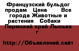 Французский бульдог продам › Цена ­ 1 - Все города Животные и растения » Собаки   . Пермский край,Лысьва г.